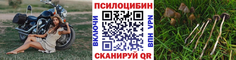ОМГ ОМГ маркетплейс  Уржум  Псилоцибиновые грибы Psilocybe 